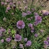 Allium schoenoprasum 'montanum' -- Schnittlauch